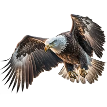 —Pngtree—eagle bird transparent on white_9047513